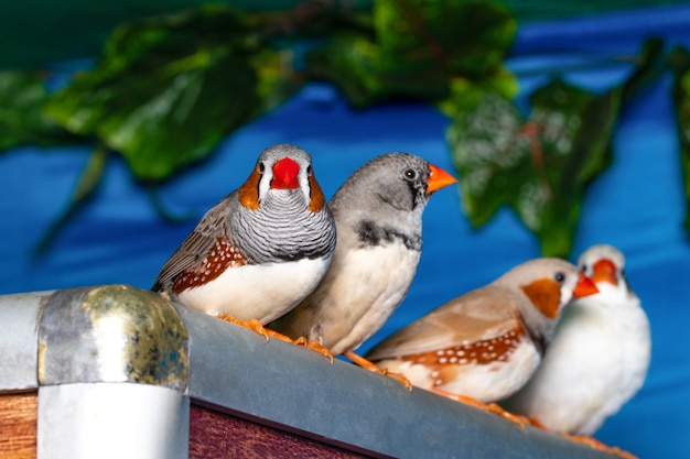 Piękny ptak, Zebra Finch (Taeniopygia guttata) Relief na gałęzi.