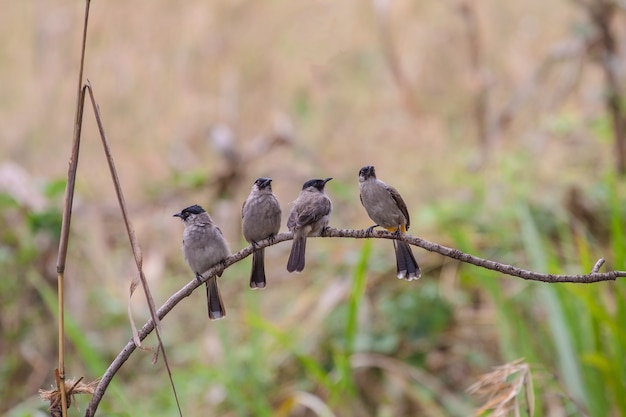 Piękny ptasi Okopcony głowiasty Bulbul umieszczał na drzewie w naturze Tajlandia