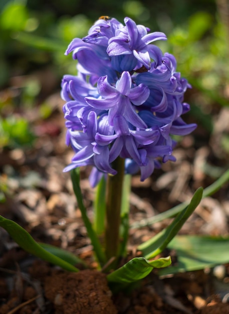 Piękny purpurowy Hiacynt zbliżenie Hyacinthus