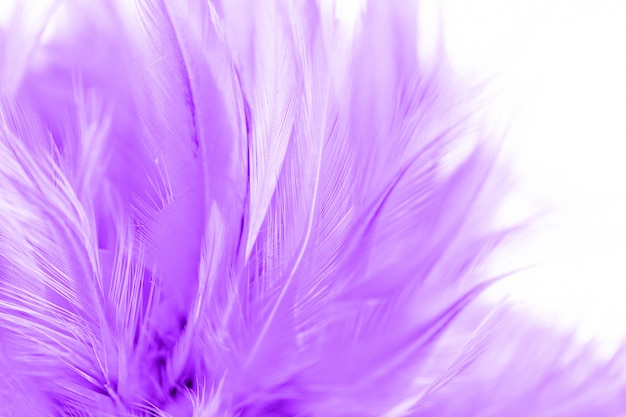 Piękny Purpurowy Kurczaka Piórka Tekstury Abstrakta Tło. Miękki I Rozmyty Kolor