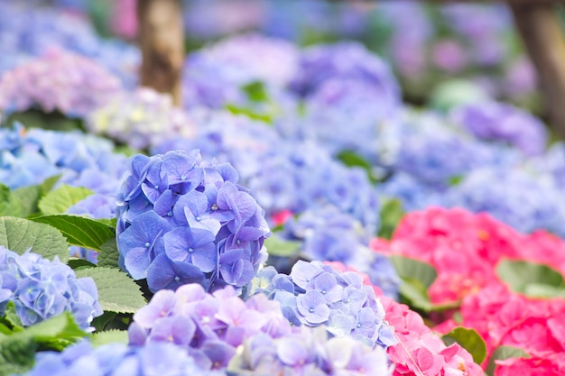 Piękny purpurowy kwiat hortensji w ogrodzie natury Purpurowy kwiat hortensji bukiet kwiatów