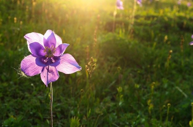 Piękny Purpurowy Kwiat Orlik W Promieniach Słońca