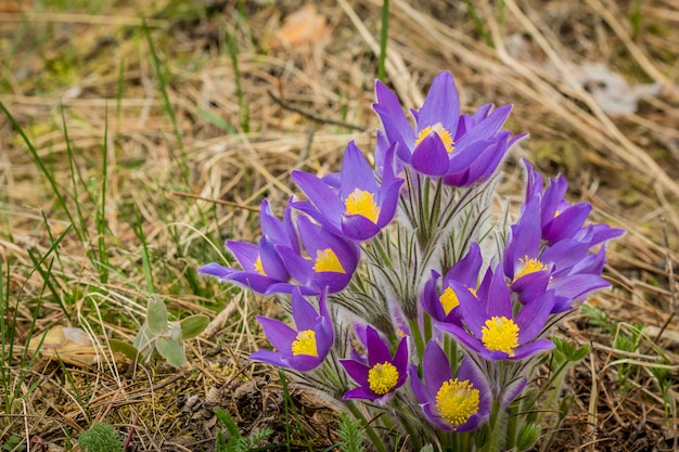 Piękny purpurowy sasanek. Zbliżenie