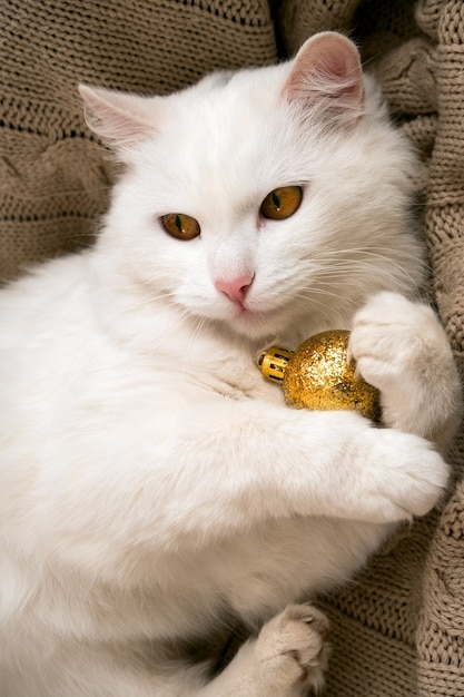 Piękny puszysty biały kot leży na dzianinowym kocu i trzyma złotą bombkę