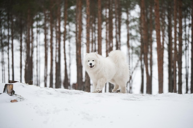 Piękny puszysty biały pies Samoyed jest w zimowym lesie