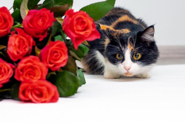 Piękny puszysty kot w pobliżu bukietu czerwonych róż Gratulacje z okazji wakacji