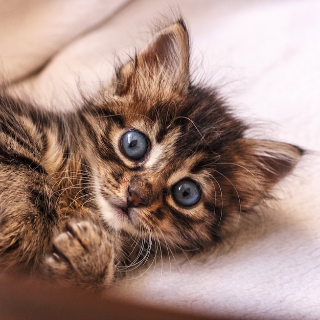 Piękny puszysty pręgowany kotek z dużymi niebieskimi oczami