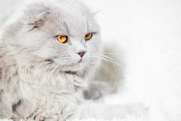 Piękny puszysty rasowy szary kot z żółtymi oczami i przeszywającym spojrzeniem z bliska na białym tle z miejscem na kopię, zdjęcie reklamowe