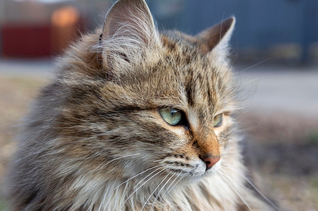 Piękny puszysty szary kot. Portret kota na ulicy. piękne kocie oczy.
