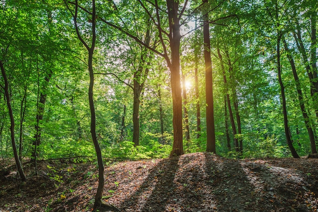 Piękny ranek wiosny zieleni las