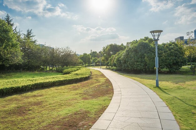 Piękny ranku światła park z zielonej trawy polem publicznie