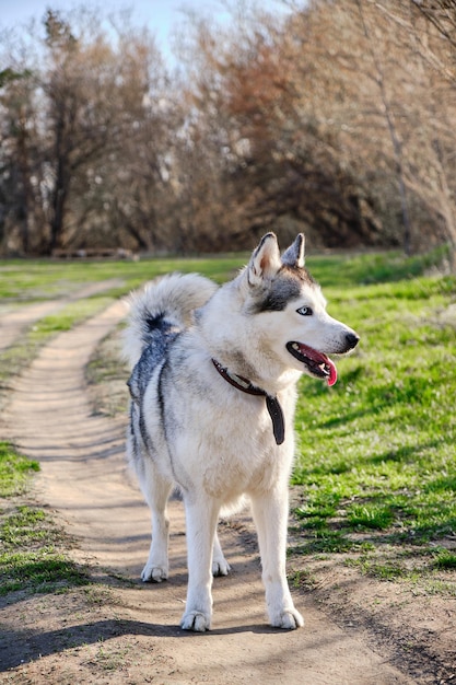 Piękny Rasowy Pies Husky Spacery Po Parku Z Wywieszonym Językiem.