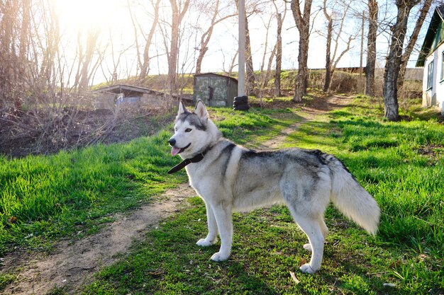 Piękny rasowy pies husky spacery po parku z wywieszonym językiem.