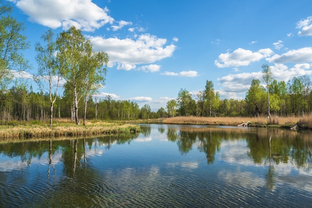 Piękny rosyjski krajobraz z brzozami nad stawem