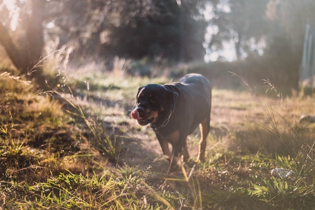 Piękny rottweiler w słoneczny dzień