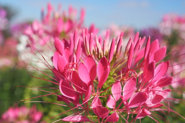 Piękny różowy cleome spinosa lub różowy pająka kwiat w ogródzie dla tła