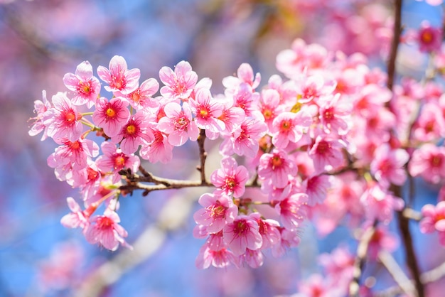 Piękny Różowy Czereśniowy okwitnięcie lub Sakura kwiatu kwitnienie w niebieskim niebie na natury tle