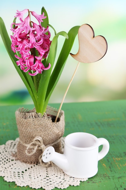 Piękny różowy hiacyntowy kwiat w doniczce, na kolorowym drewnianym stole, na jasnym tle