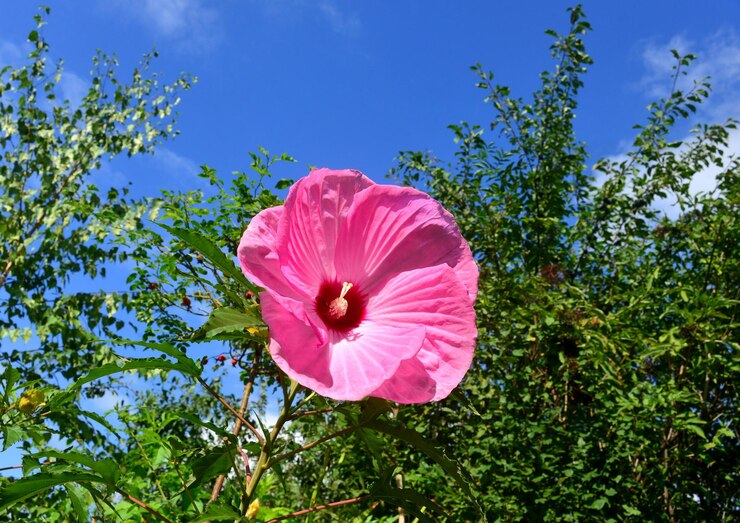 Zdjęcie piękny różowy hibiskus w ogrodzie