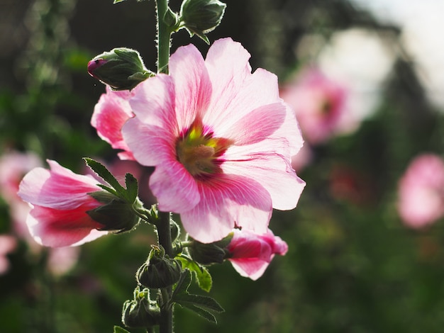 Piękny różowy hollyhock kwitnie przy zmierzchem