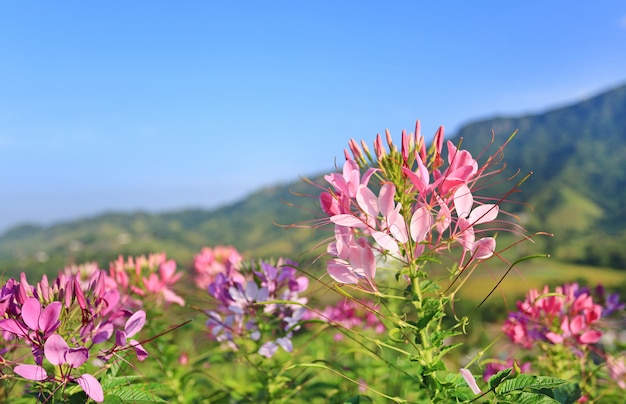 Piękny różowy i biały pająka kwiat w ogródzie z górą i błękitnym (Cleome spinosa)