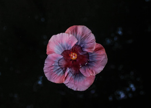 Piękny różowy i niebieski tropikalny kwiat wypełniony wodą i kroplami deszczu