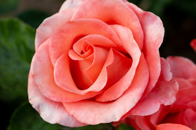 Piękny różowy kolorowy róża kwiatu zakończenie w górę miękkiej ostrości