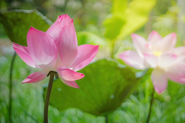 Piękny różowy kwiat lotosu z zielonym liściem