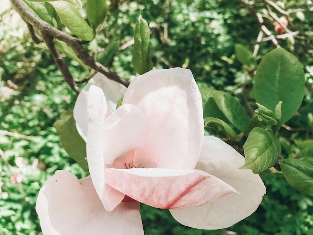 Piękny różowy kwiat magnolii na gałęzi z bliska Kwitnące drzewo magnolii z delikatnymi kwiatami w ogrodzie botanicznym na wiosnę Zdjęcie telefonu Koncepcja opieki ratuje środowisko