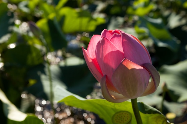 Piękny Różowy Kwiat. Nelumbo Nucifera, Znany Również Jako Lotos Indyjski, święty Lotos.