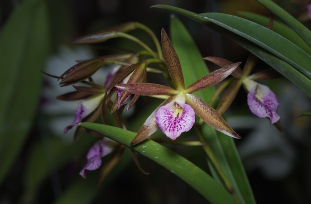 piękny różowy kwiat orchidei Dendrobium