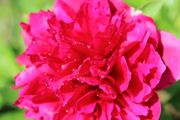 Piękny różowy kwiat piwonii w ogrodzie