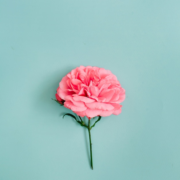 Piękny różowy kwiat róży na niebiesko