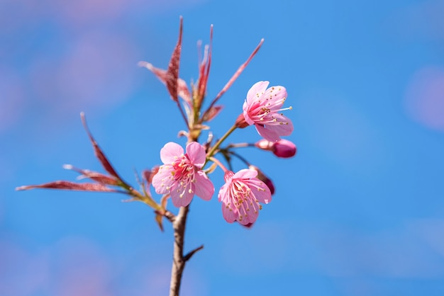 Piękny różowy kwiat Sakura kwitnący na tle niebieskiego nieba