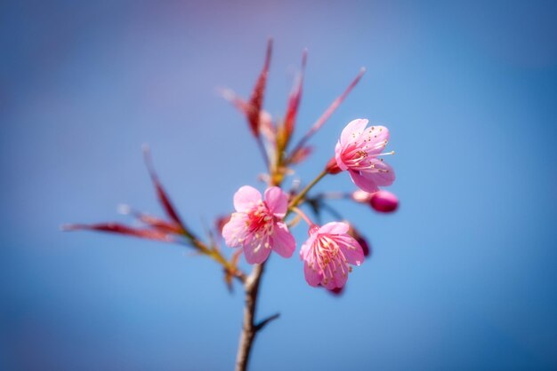 Zdjęcie piękny różowy kwiat sakura kwitnący na tle niebieskiego nieba