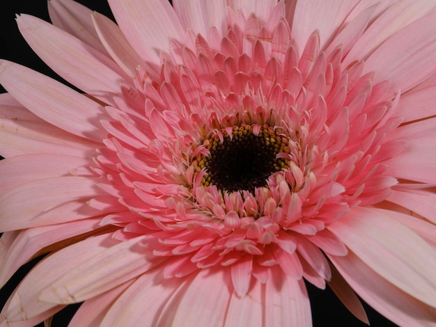 Piękny różowy kwiat stokrotki gerbera