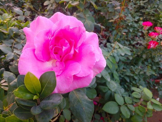 Zdjęcie piękny różowy kwiat w ogrodzie