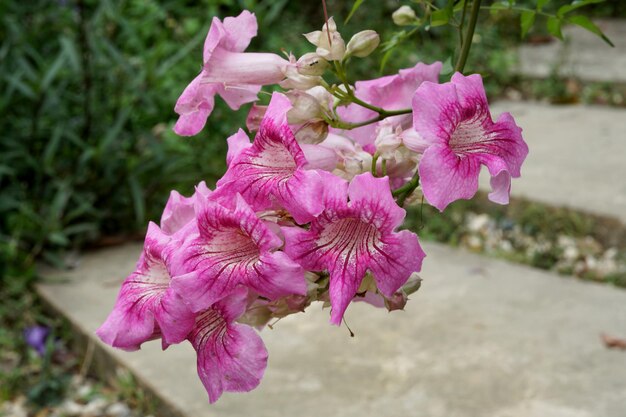 Piękny różowy kwiat winorośli trąbki