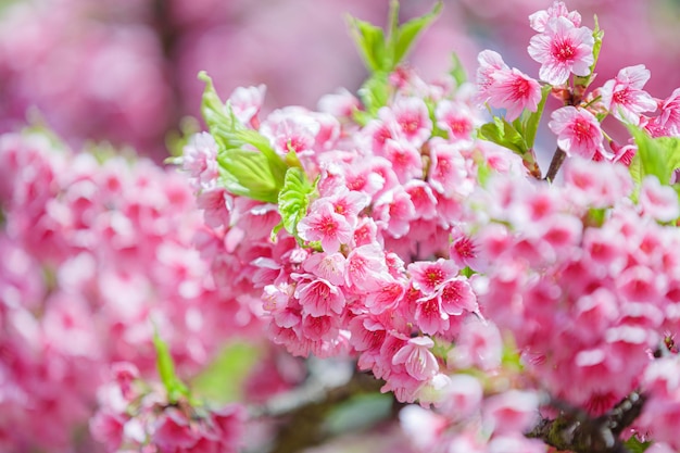 Piękny różowy kwiat wiśni na tle przyrody, kwitnący kwiat Sakura