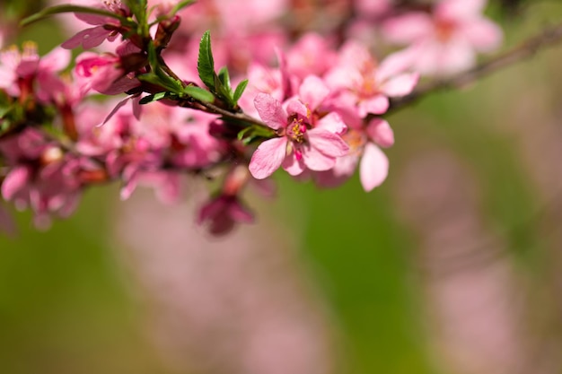 Piękny różowy kwitnący krzew migdałowy
