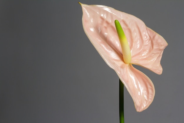 Piękny różowy kwitnący pojedynczy kwiat Anthurium na szarym tle, widok z bliska