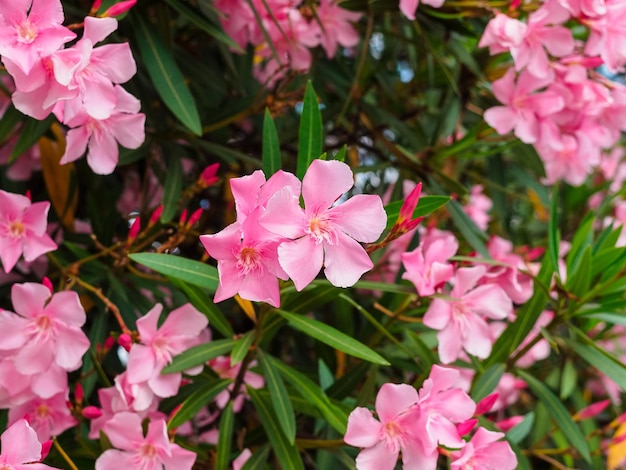 Piękny różowy oleander kwitnie na krzaku