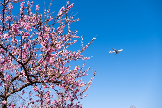 Piękny Różowy Sakura Kwiatu Drzewo I Samolot Z Niebieskim Niebem.