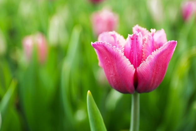 Piękny różowy tulipan z bliska