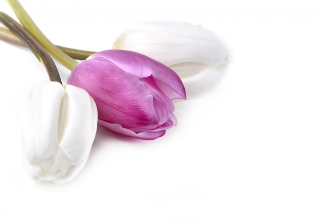 Zdjęcie piękny różowy tulipan