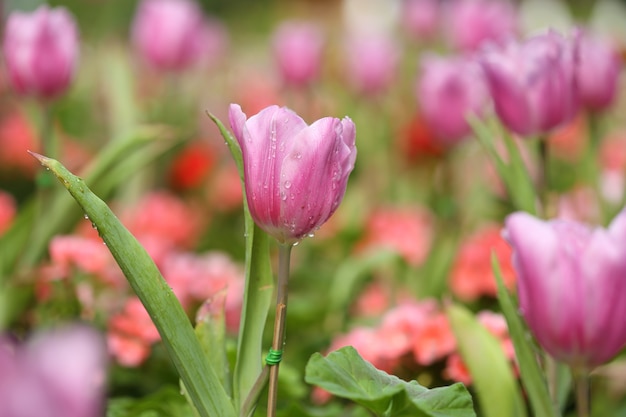 Piękny Różowy Tulipan