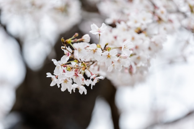 Piękny Sakura, kwiat wiśni