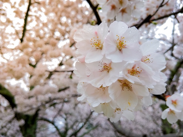 Piękny Sakura Pełny Kwitnący Przy Sezonem W Parku, Osaka, Japonia