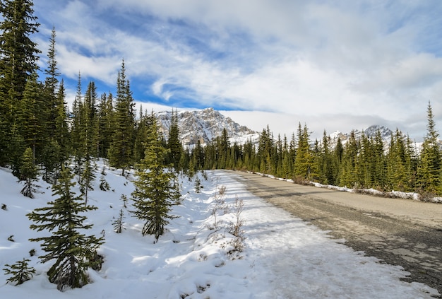 Piękny sceneria ślad Peyto jezioro przy Banff parkiem narodowym w Alberta, Kanada