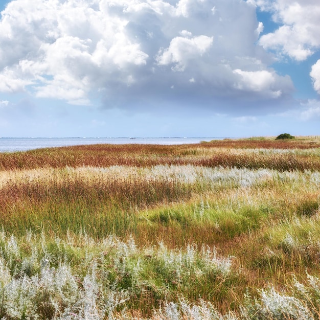 Zdjęcie piękny sceniczny krajobraz widok bujnej zielonej trawiastej łąki z białymi puszystymi chmurami na niebieskim niebie cloudscape farmy z zielenią krajobraz spokojnego pustego pola w przyrodzie pola uprawne w ciągu dnia